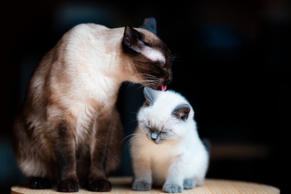 The Importance of Supporting Responsible Siamese Breeders for the Future of the Breed
