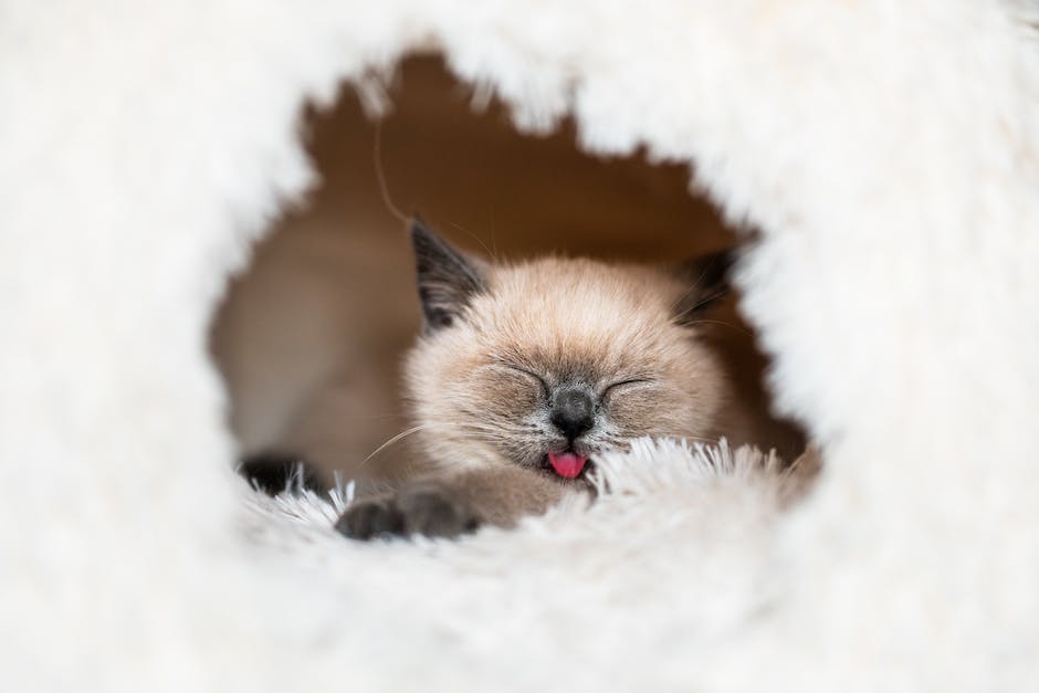 The Benefits of Choosing a Local Siamese Breeder Over an Online One