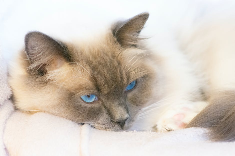 Siamese Kitten Care 101: What You Need to Know Before Bringing Your Kitten Home