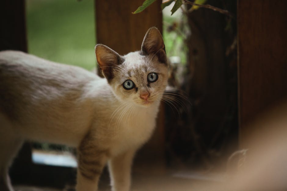 The Importance of Researching Siamese Breeders Before Purchasing a Kitten