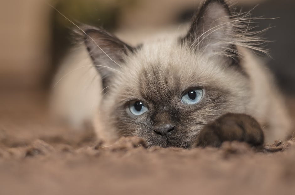 How to Identify a Healthy Siamese Kitten When Looking for Sale