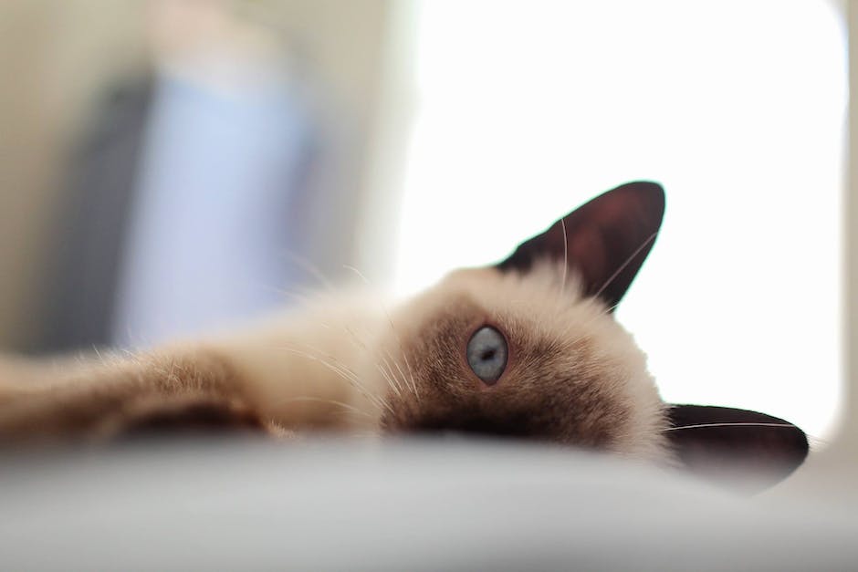 Siamese Cat Training: Teaching Your Feline Friend New Tricks and Behaviors