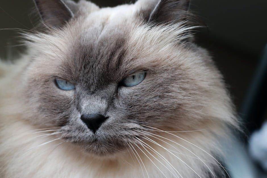 Adopting an Older Siamese Cat: What to Expect and How to Help Them Adjust