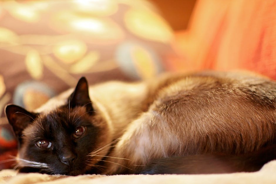 Things to Ask a Siamese Kitten Breeder Before Making a Purchase