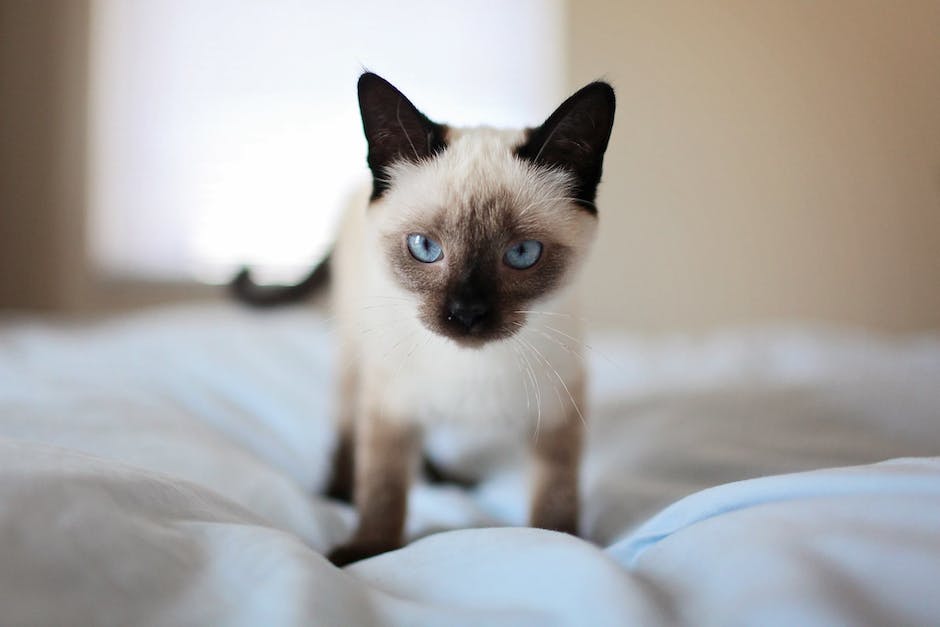 Siamese Cat Rescues: How You Can Help and Make a Difference