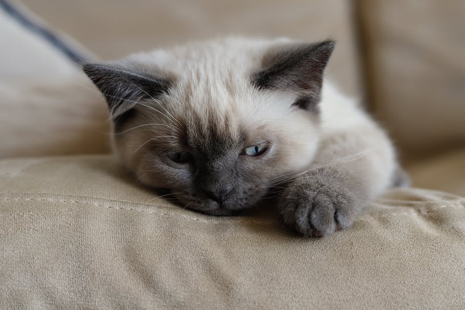 How to Prepare for Visiting a Siamese Breeder and Meeting the Kittens
