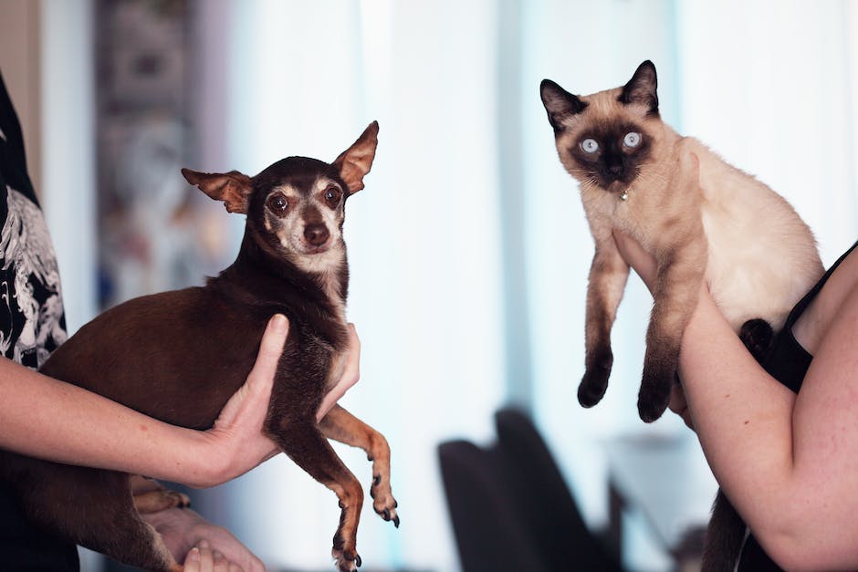 How to Build a Relationship with Your Siamese Breeder for Long-Term Support and Advice