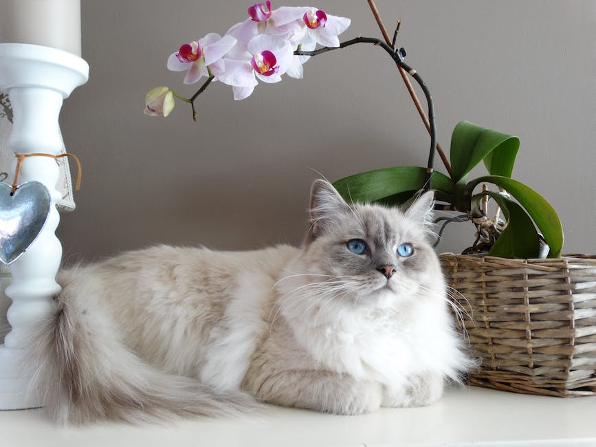 Differences between Siamese Cats and Other Breeds Originating from Siamese