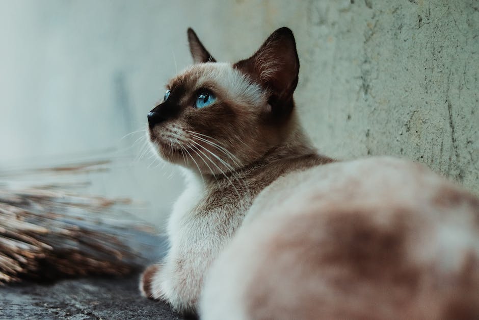 Siamese Kitten Training 101: Basic Commands to Teach Your New Feline Friend