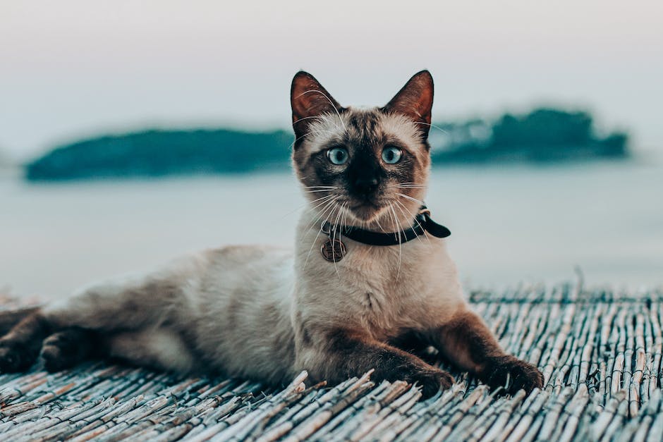 Siamese Cat Personalities: Exploring the Unique Traits of This Breed