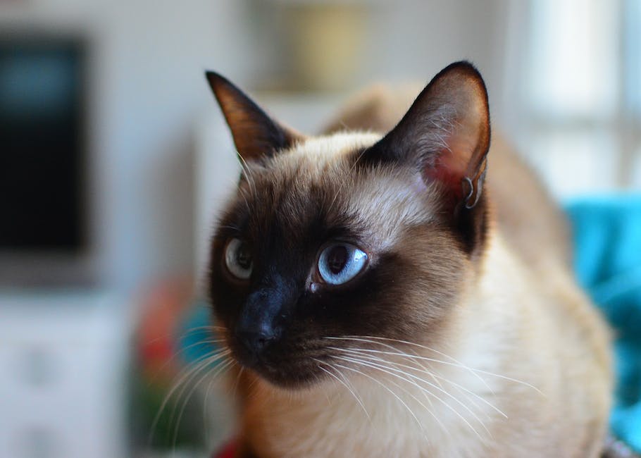 Questions to Ask a Siamese Breeder to Ensure They’re a Good Fit for You and Your Family