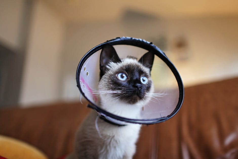 Siamese Cat Health Issues: Common Conditions to Watch Out For