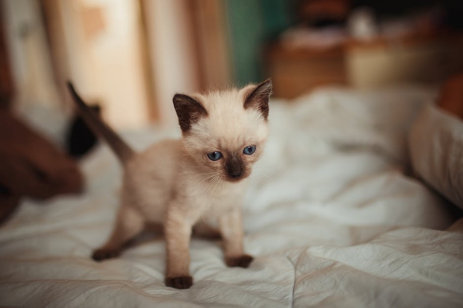 Red Flags to Look Out for When Choosing a Siamese Breeder
