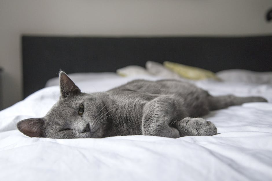 The Unique Personality Traits of Siamese Cats: What to Expect