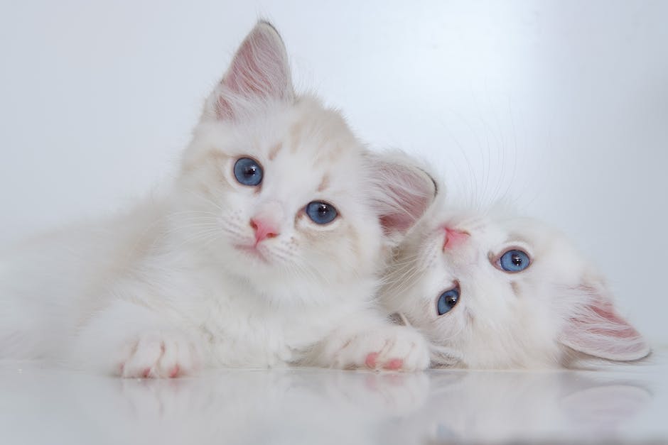 Crate Training Siamese Kittens: Why and How to Do It