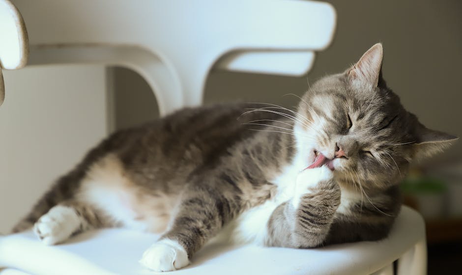 Understanding the Genetics Behind Siamese Cat Coats and Colors