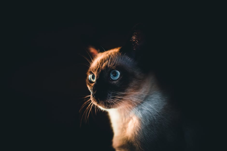 The Importance of Proper Nutrition in Maintaining Siamese Cat Health and Appearance