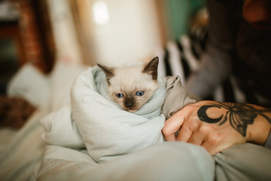 Siamese Cats and Other Pets: How to Introduce Them Comfortably