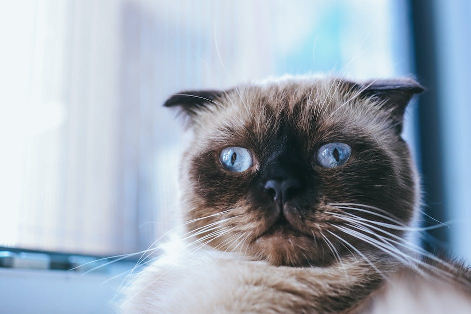 The Fascinating History of Siamese Cat Eye Shape