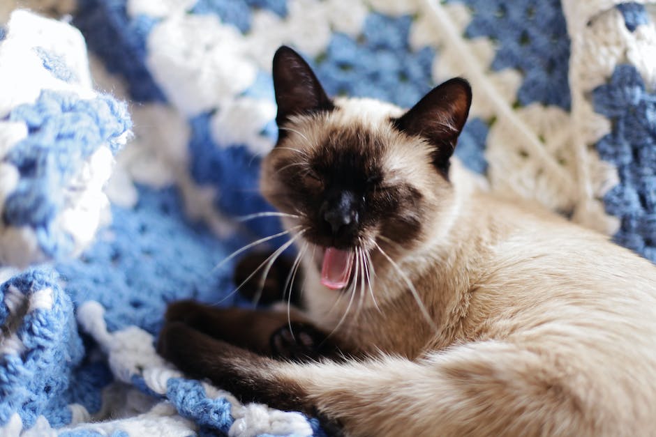 Understanding Siamese Cat Allergies: Causes and Symptoms