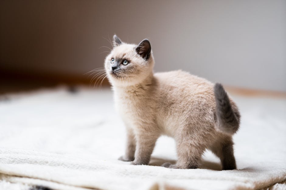 The Importance of Playtime: How to Incorporate Exercise and Fun into Your Siamese Cat’s Daily Routine