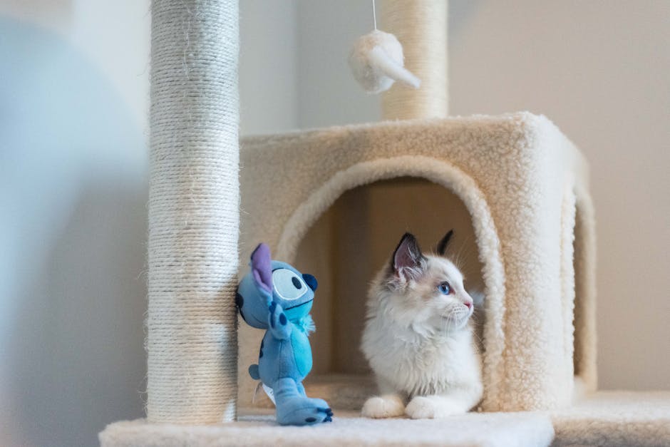 Kitten Teething Toys: Safe and Fun Options for Your Siamese Kitten