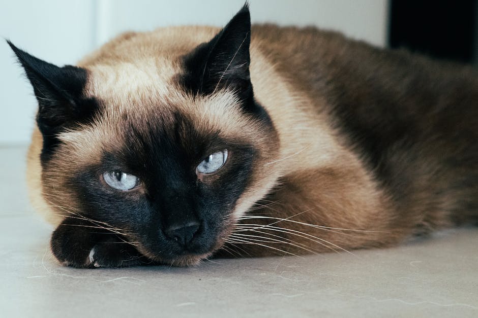 Siamese Cat Names Inspired by Famous Cats