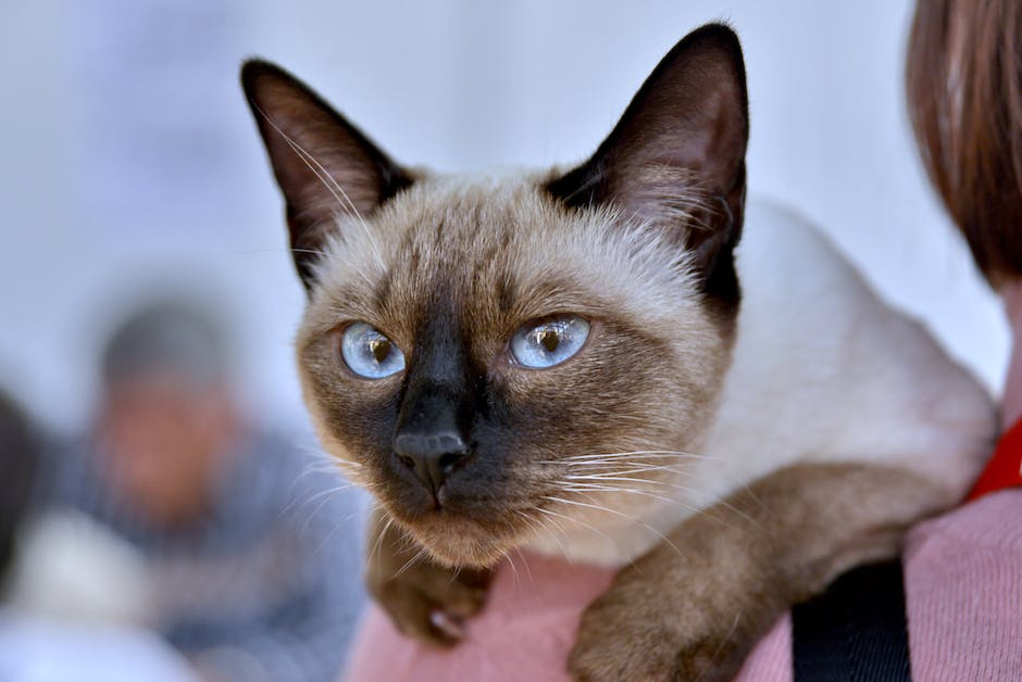 100+ Unique and Creative Names for Your Siamese Cat