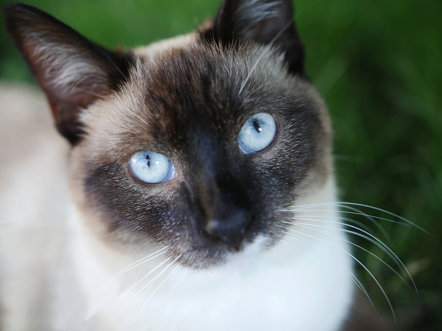 Choosing the Perfect Name for Your Siamese Cat: A Step-by-Step Guide
